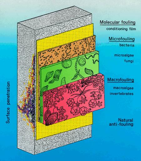 infographic of levels of bacteria that grow in closed loop systems through surface penetration