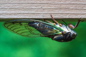 A Locust hanging upside down