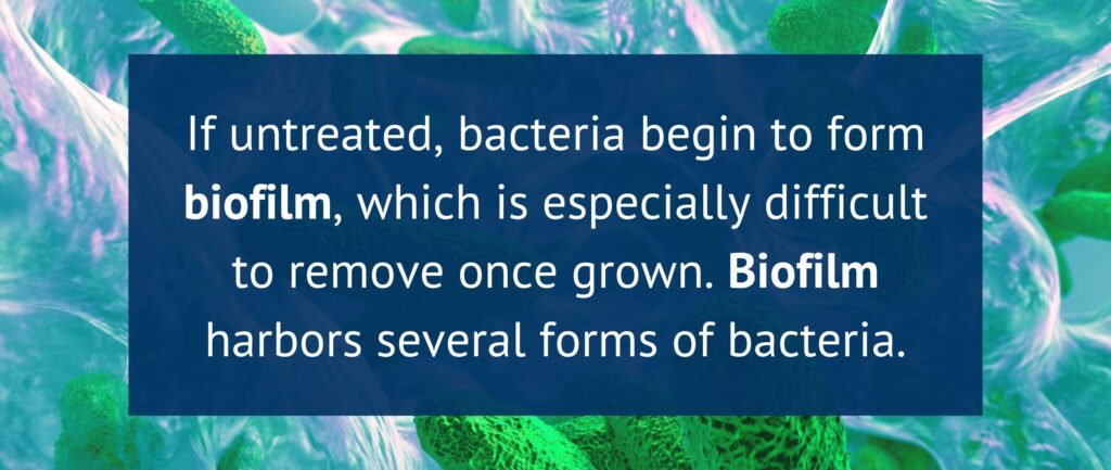 Biofilm bacteria.